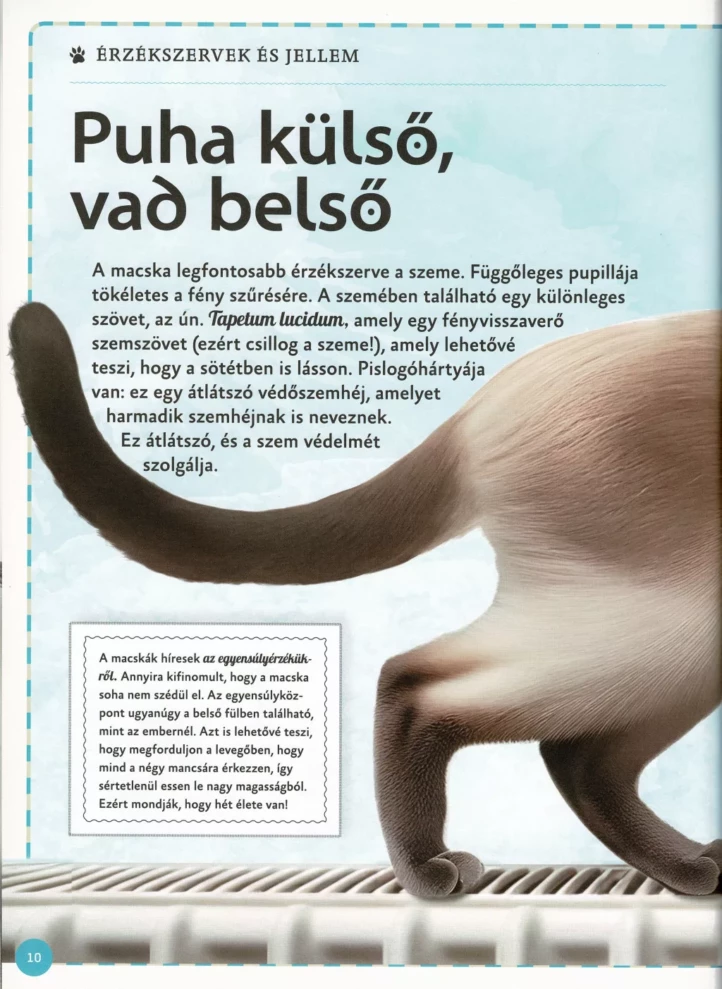 Varázslatos útmutató a macskákhoz - Image 4