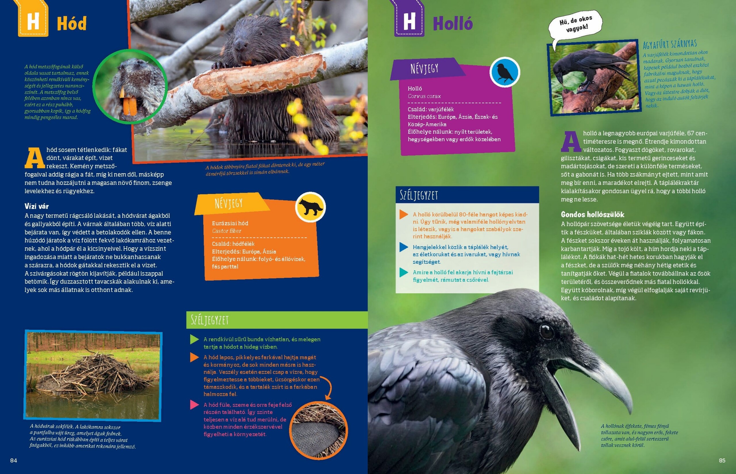 Mi MICSODA Zseniális természet – A honos élővilág szuperképességei - Image 5