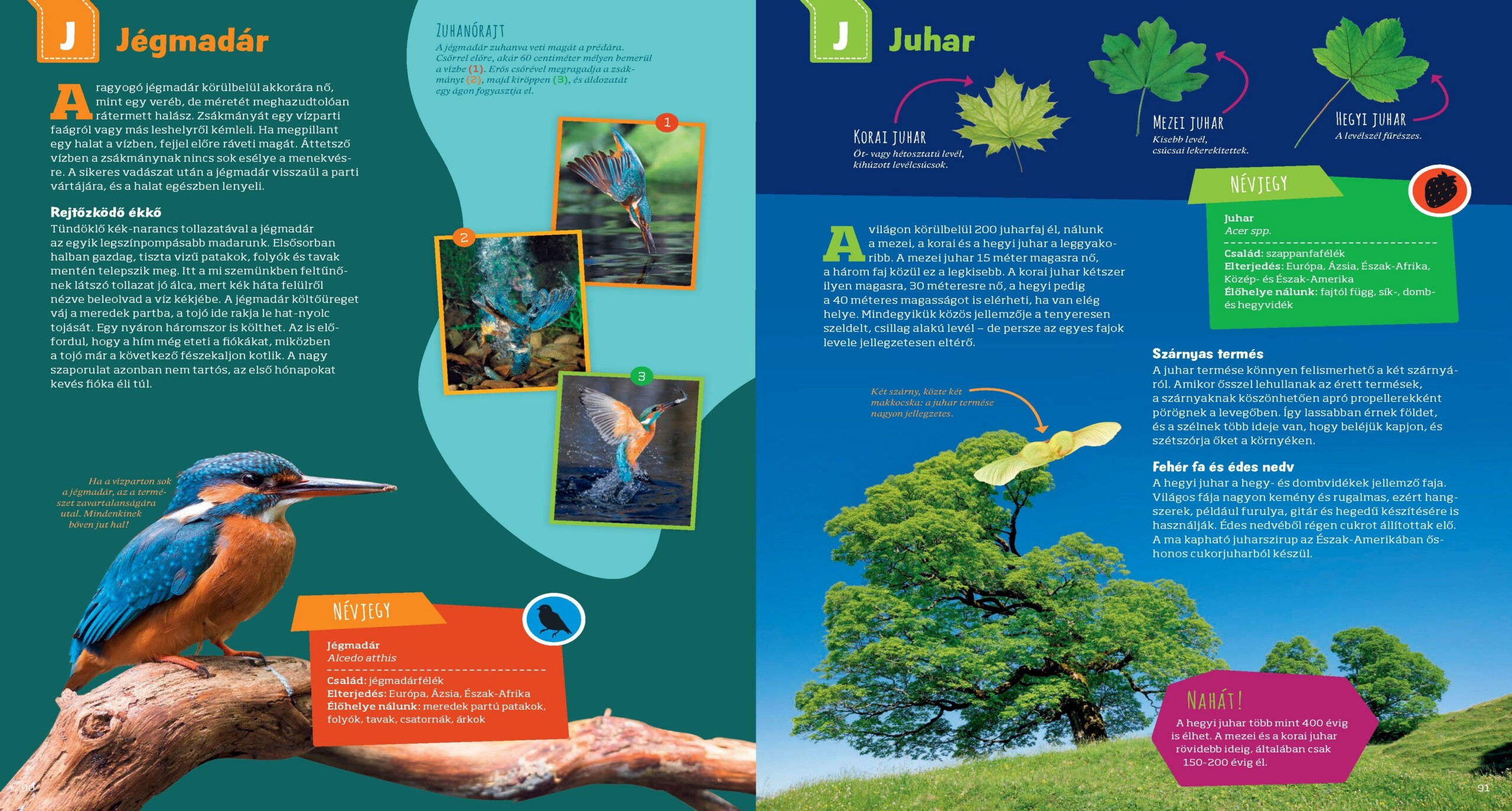 Mi MICSODA Zseniális természet – A honos élővilág szuperképességei - Image 6