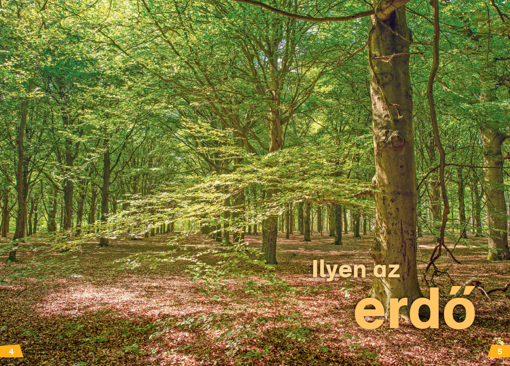 Mi MICSODA Olvasó – Erdő - Image 3