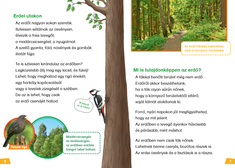 Mi MICSODA Olvasó – Erdő - Image 4