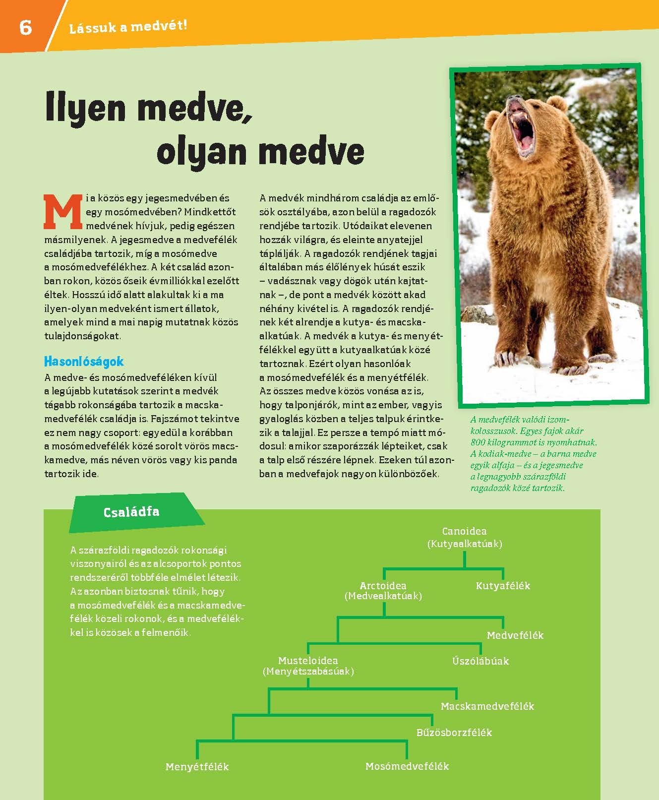 Mi MICSODA Medvék – Grizzly, panda, jegesmedve - Image 4