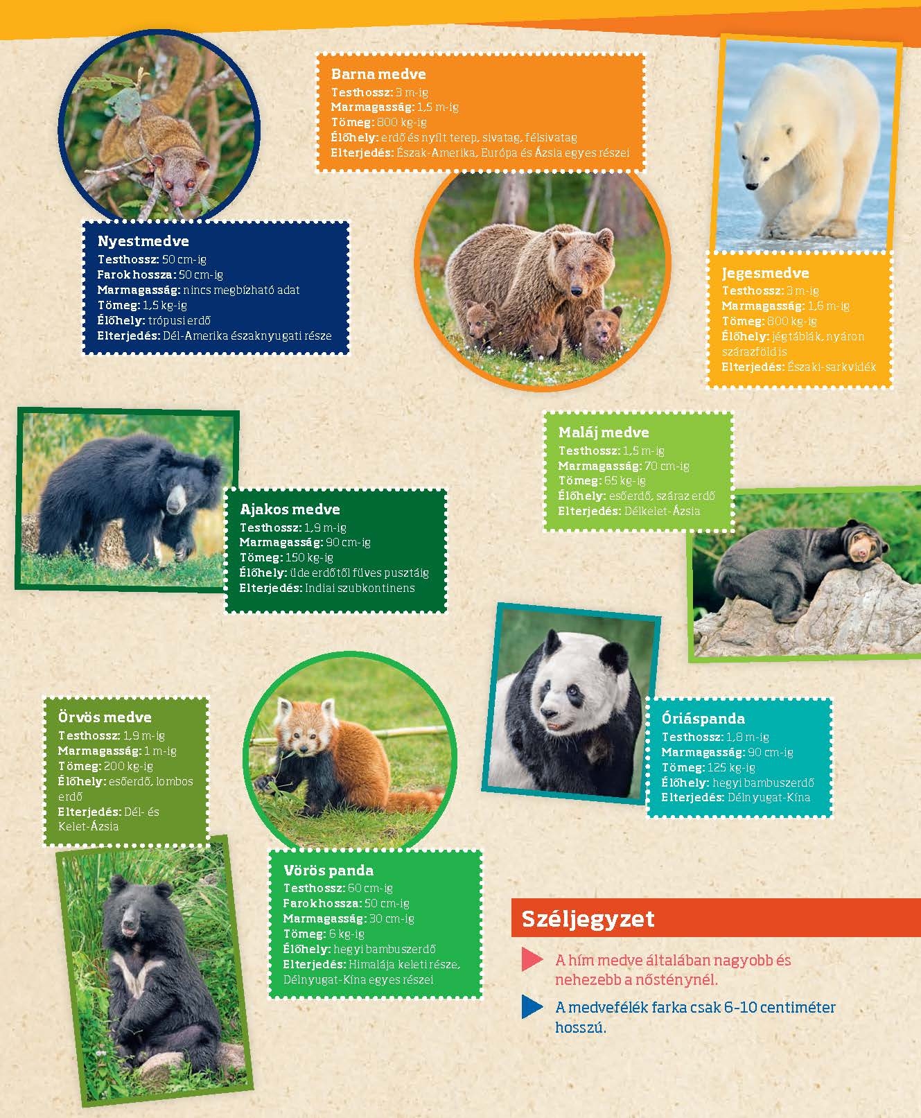 Mi MICSODA Medvék – Grizzly, panda, jegesmedve - Image 7