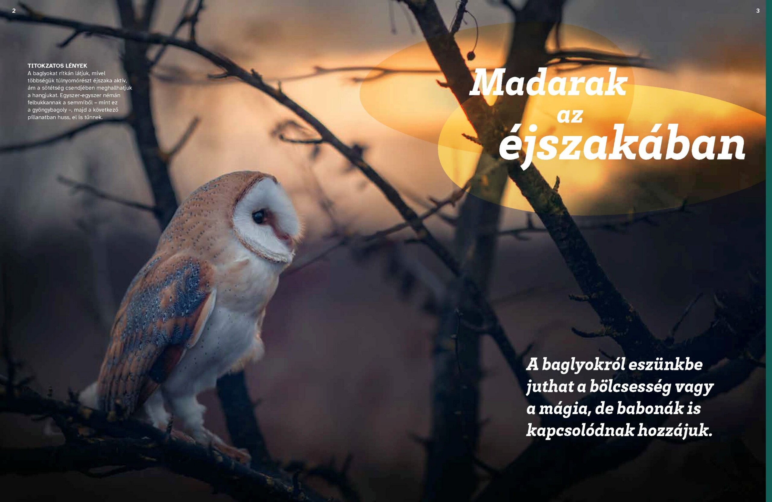 Mi MICSODA Baglyok – Puha tollak, kemény karmok - Image 4