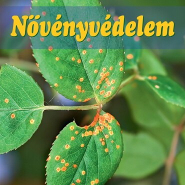 Növényvédelem Lépésről Lépésre - Fűzött