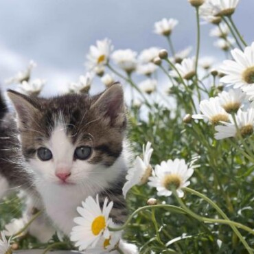 Virág Cicával 3D Képeslap 148X105Mm B