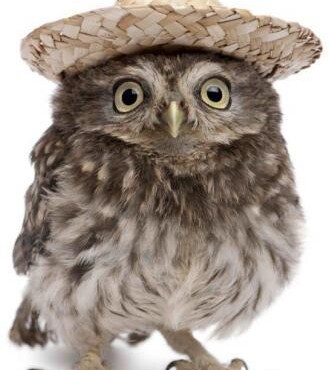 Kalapos Bagoly 3D Képeslap 105 X 148 Mm B