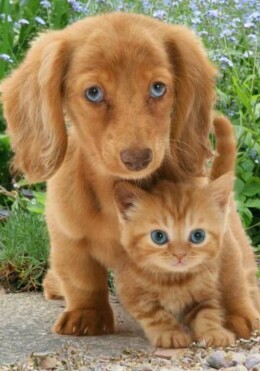 Kutya És Macska 3D Kártya  148 X 148 Mm D