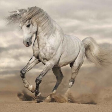 Ló 3D Hűtőmágnes 75 X 75 Mm M