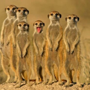 Szurikáták 3D Képeslap 148 X 105 Mm B