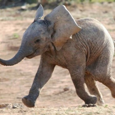 Kis Elefánt 3D Képeslap 148 X 105 Mm B