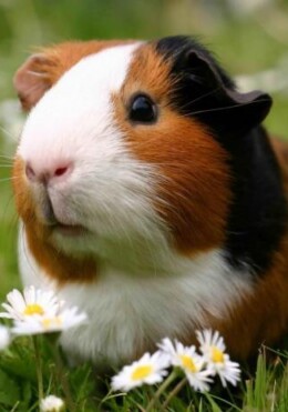 Tengerimalac 3D Hűtőmágnes 75 X 75 Mm M