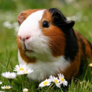 Tengerimalac 3D Hűtőmágnes 75 X 75 Mm M