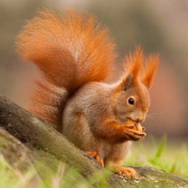 Mókus 3D Hűtőmágnes 75 X 75 Mm M