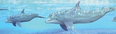 Delfinek 3D Hatású Vonalzó 210 X 35 Mm A
