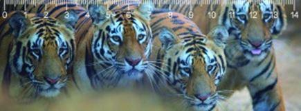 Bengal Tigers Bengáli Tigrisek 3D Vonalzó 148 * 55 Mm