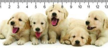 Retriever Puppies Retriever Kölykök 3D Vonalzó 148 * 55 Mm