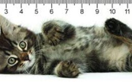 Tabby Kitty Cica 3D Vonalzó 148 * 55 Mm