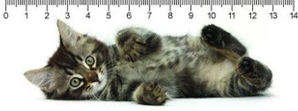 Tabby Kitty Cica 3D Vonalzó 148 * 55 Mm