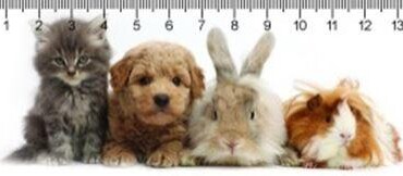 Gang Kisállatok 3D Vonalzó 148 * 55 Mm