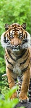 Bengal Tiger 3D Könyvjelző