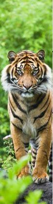 Bengal Tiger 3D Könyvjelző