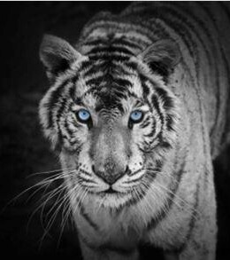 White Tiger 3D Kártya 148 X 148 Mm