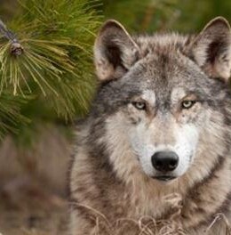 Wolf Képeslap 148 X 105 Mm B