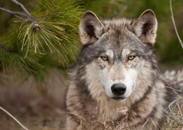 Wolf Képeslap 148 X 105 Mm B