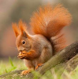 Squirrel 3D Kártya 148X148 Mm