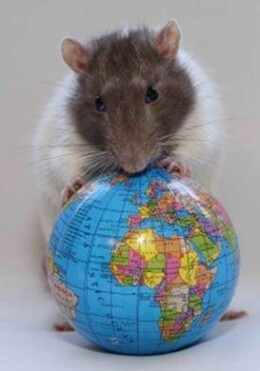 Earth Rat 3D Képeslap 105 X 148 Mm B