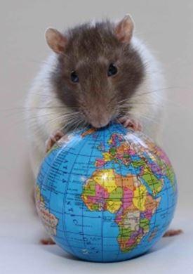 Earth Rat 3D Képeslap 105 X 148 Mm B