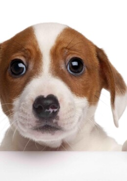 Jack Russel 3D Képeslap