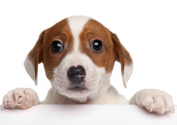 Jack Russel 3D Képeslap