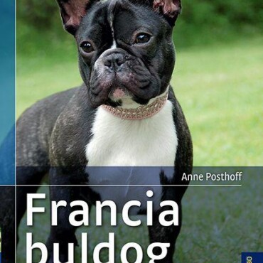Francia Bulldog - Kiválasztás, Tartás, Nevelés, Foglalkoztatás