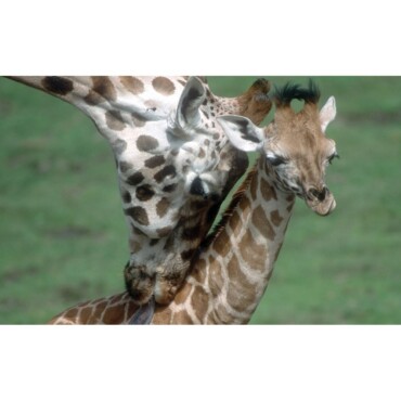 Állatok És Kicsinyeik - Dia