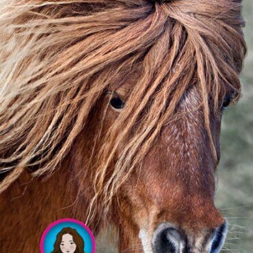 Tilly Lovas Történetei 10. - Nimród - Cirkusz A Lovastanyán