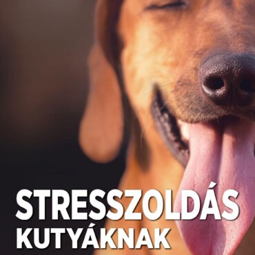 Stresszoldás Kutyáknak
