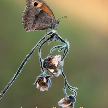 Újjászületők - Nemváltoztató Élettörténetek