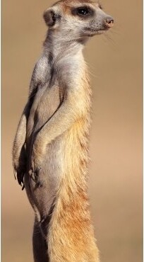 Watch Out! 3D Könyvjelző 210X55 Mm