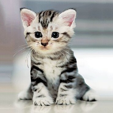 Magnetic Shorthair 3D Hűtőmágnes 75X75 Mm