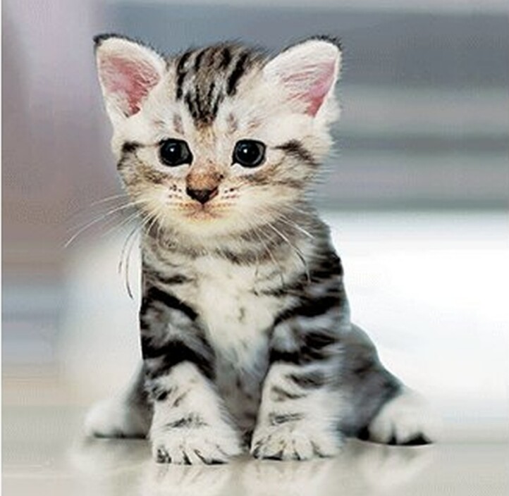 Magnetic Shorthair 3D Hűtőmágnes 75X75 Mm