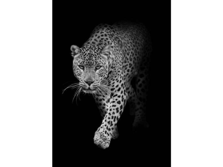Leopard B & W 3D Képeslap 105X148