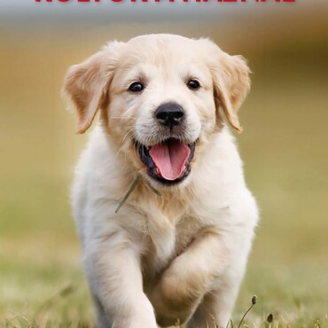 Kölyök A Háznál - Így Neveld Az Új Kiskutyádat