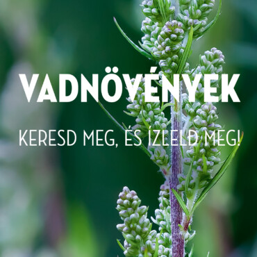 Vadnövények - Keresd Meg, És Ízleld Meg!