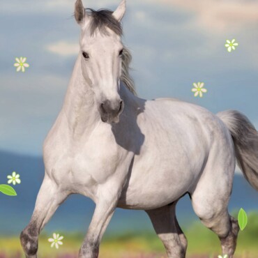 Tilly És Táltos 1. - Csapatszellem