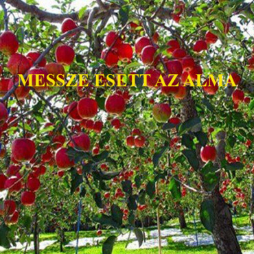 Messze Esett Az Alma