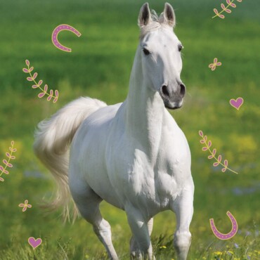 Tilly És Táltos 2. - Csapatedzés