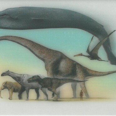 Largest Animals On Earth