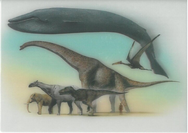 Largest Animals On Earth